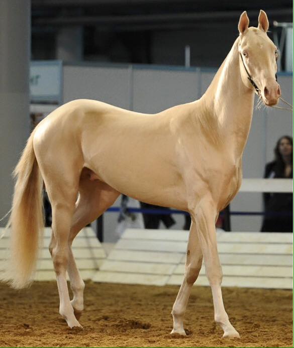 Akhal-Teke Stallion - Akgez Geli - The Golden Horse